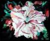 Rhododendron � Caryl Bryer Fallert