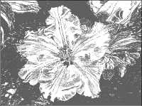 rhododendronsketch.jpg (7776 bytes)