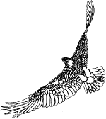 eagledrawing1.gif (3717 bytes)