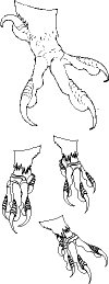 eaglefootstudies.gif (2611 bytes)