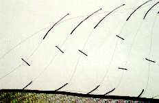 newbirdmarktemplates1.jpg (5043 bytes)