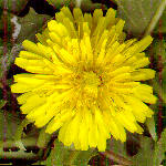 basicflower_t.jpg (9736 bytes)