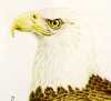 eagleheadpicture.jpg (1687 bytes)