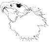 eagleheadstudy2.gif (1275 bytes)