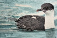 Click for larger image.