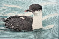 Click for larger image.