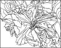 rhododendronlines.gif (9101 bytes)