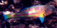 Parrot fish: photo by Caryl Bryer Fallert. click for larger image