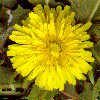 originalflower_t.jpg (3698 bytes)