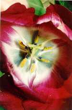 singletulip5k.jpg (5218 bytes)