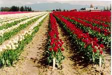 tulipfield10k.jpg (9426 bytes)