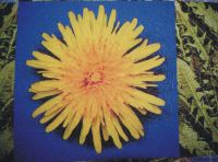 How Much Yellow is Allowed?