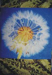 How Much Yellow is Allowed DETAIL