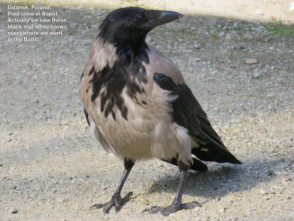 click for next image