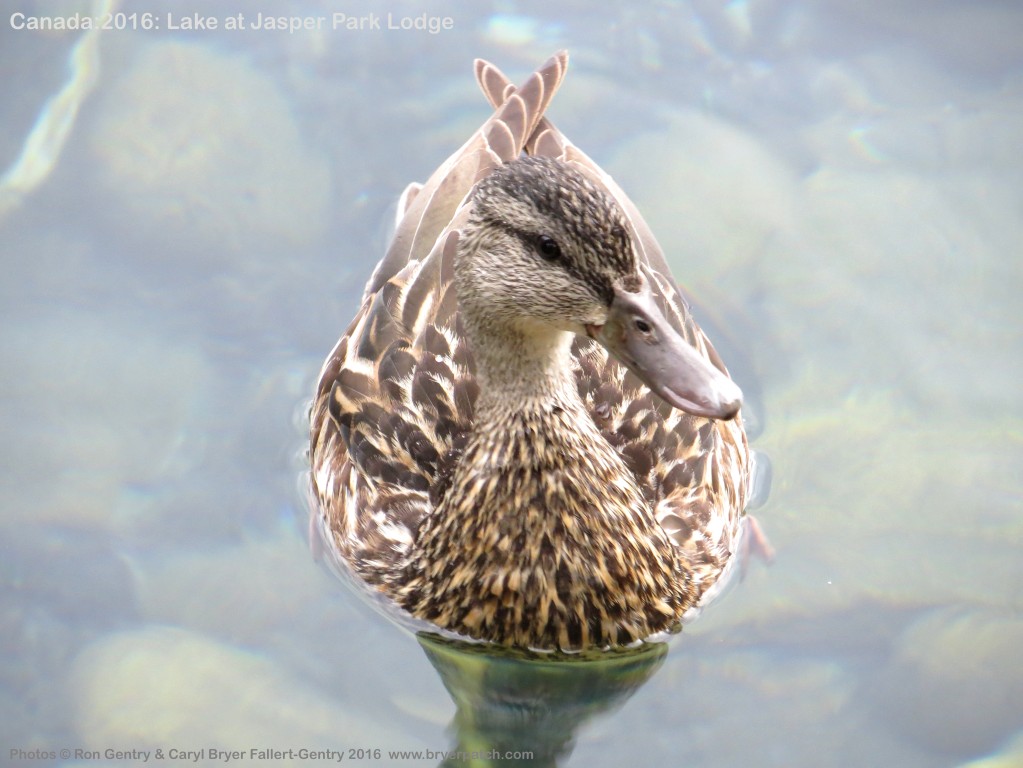 click for next image