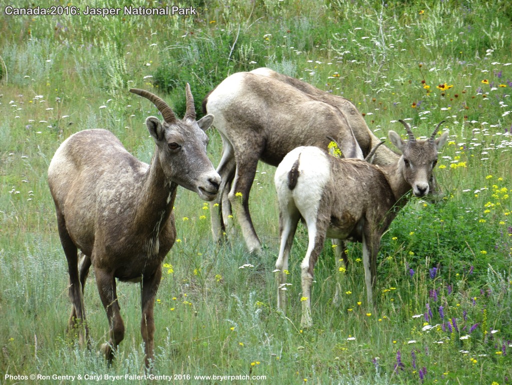 click for next image