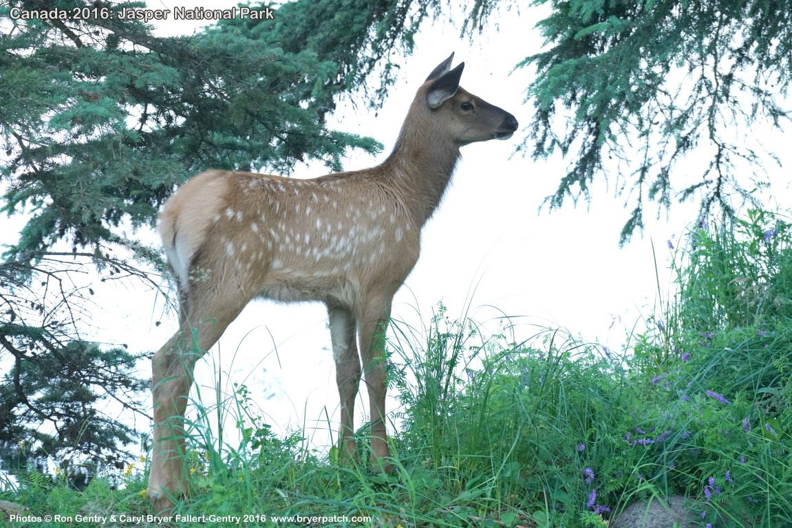 click for next image