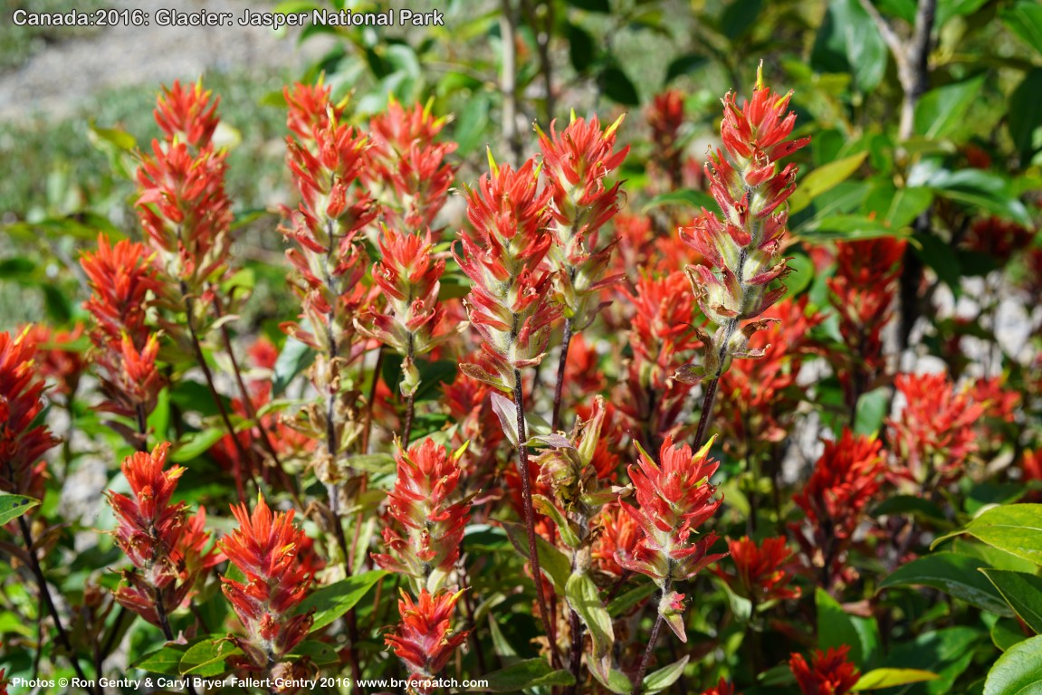 click for next image