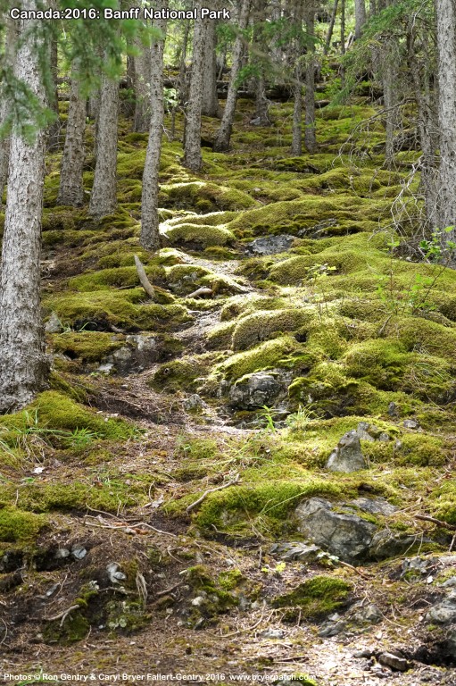 click for next image