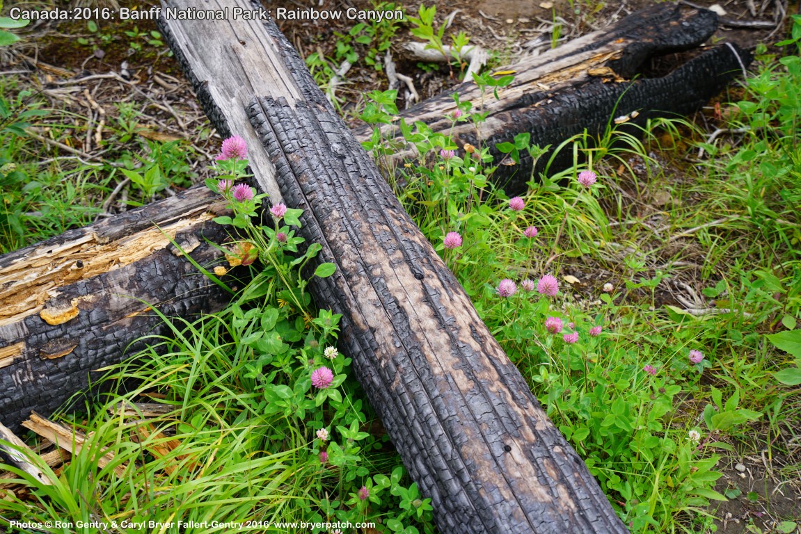 click for next image