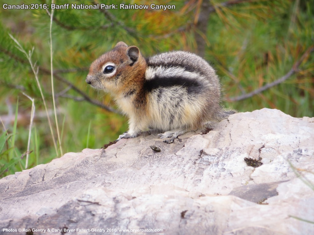 click for next image