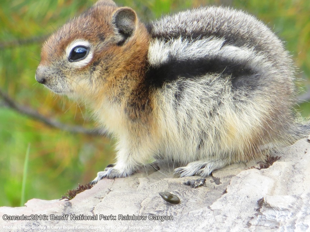 click for next image