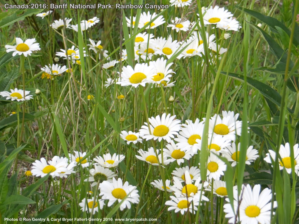 click for next image