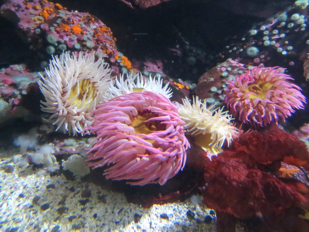 click for next image