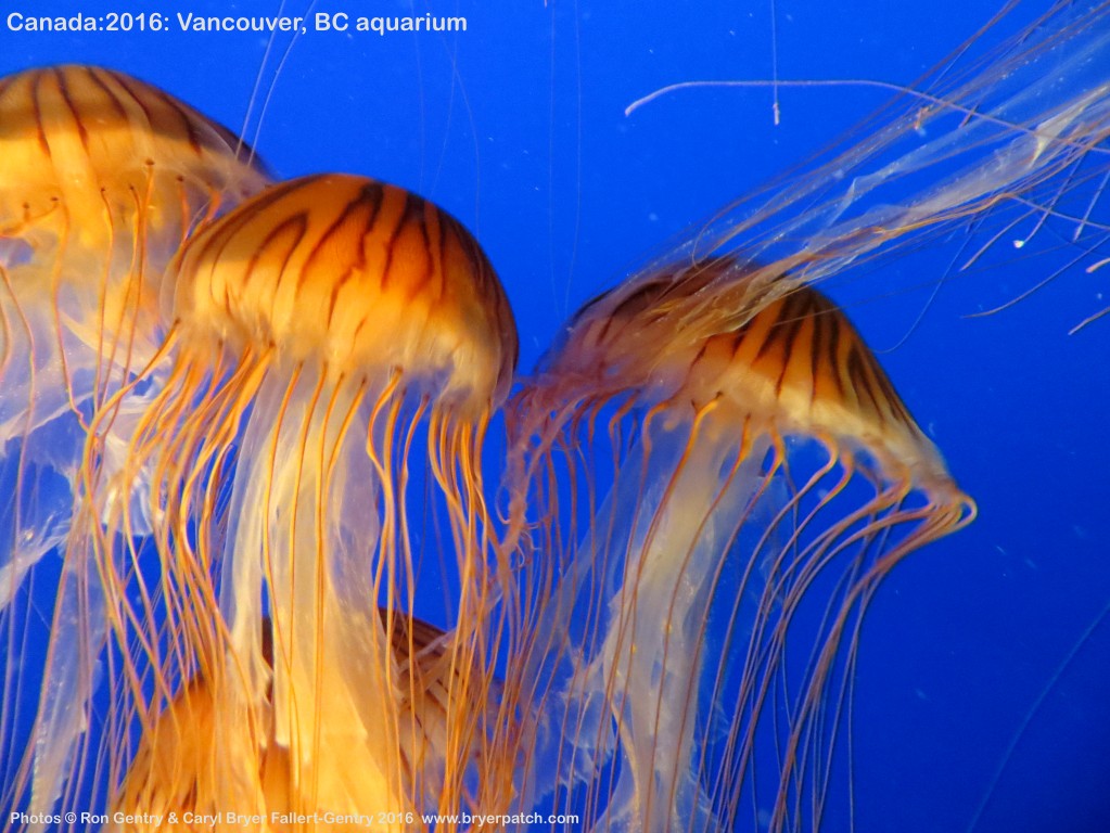 click for next image