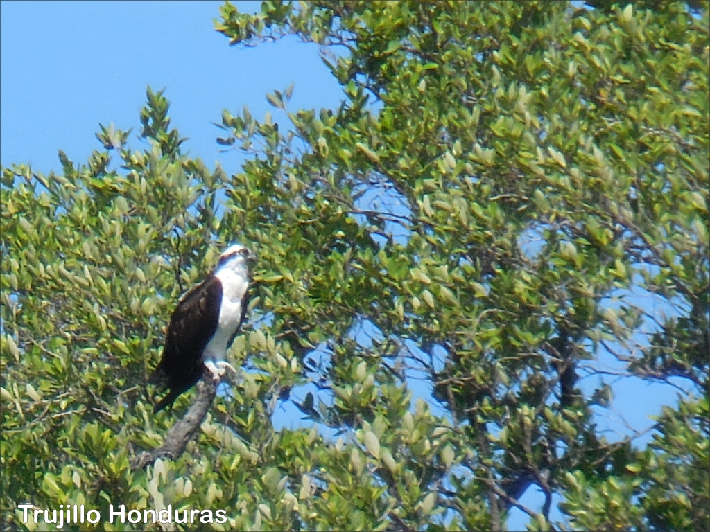 click for next image