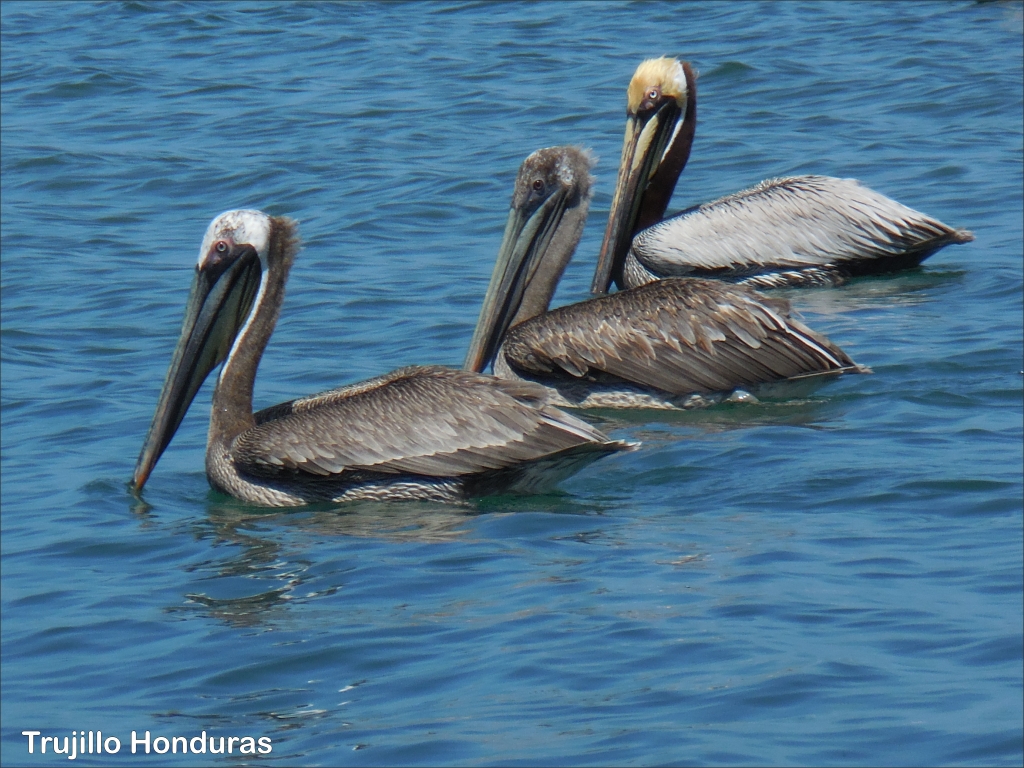 click for next image