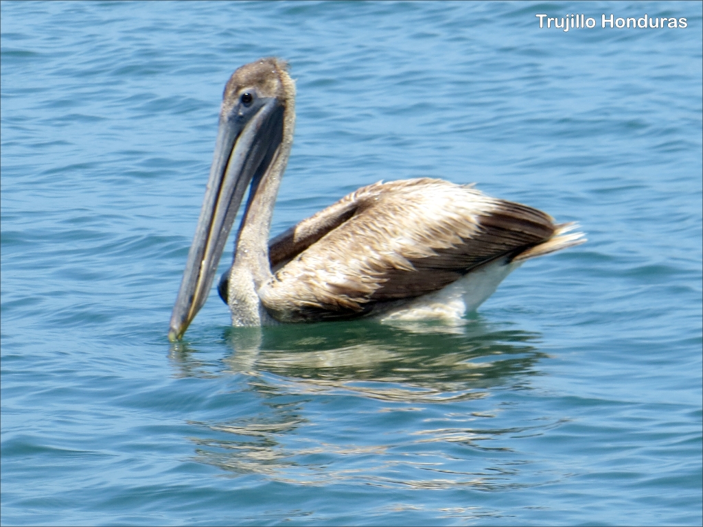 click for next image