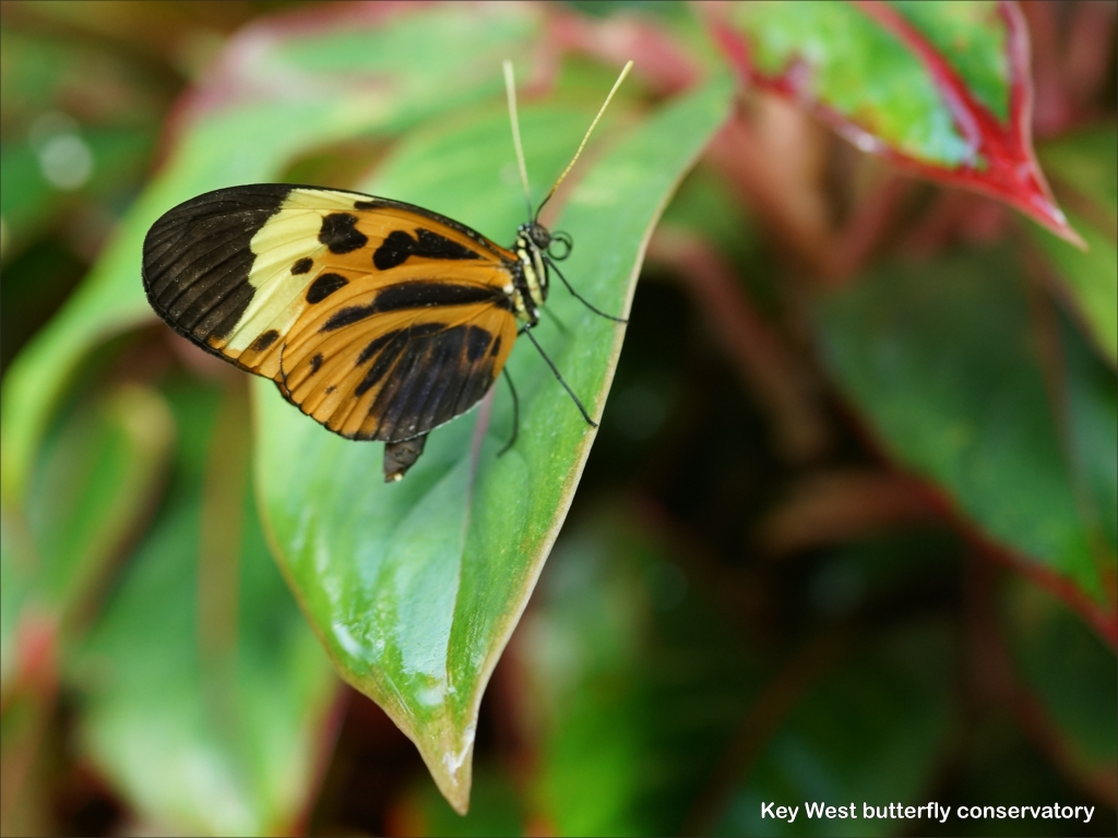 click for next image