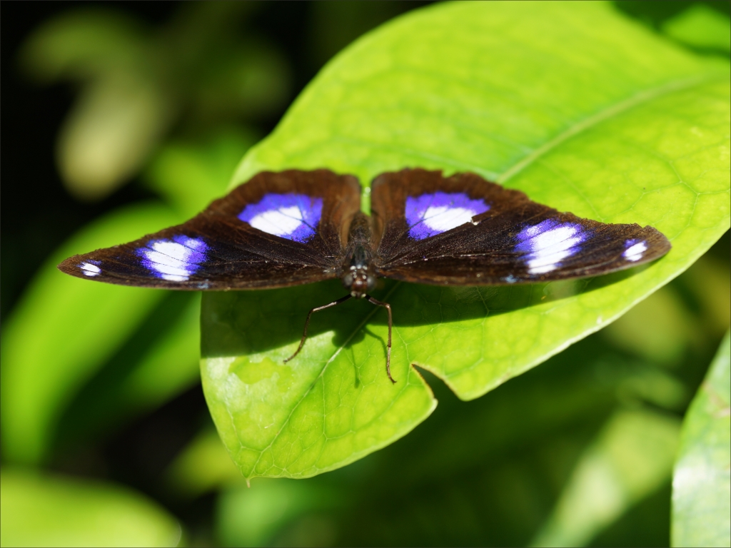 click for next image