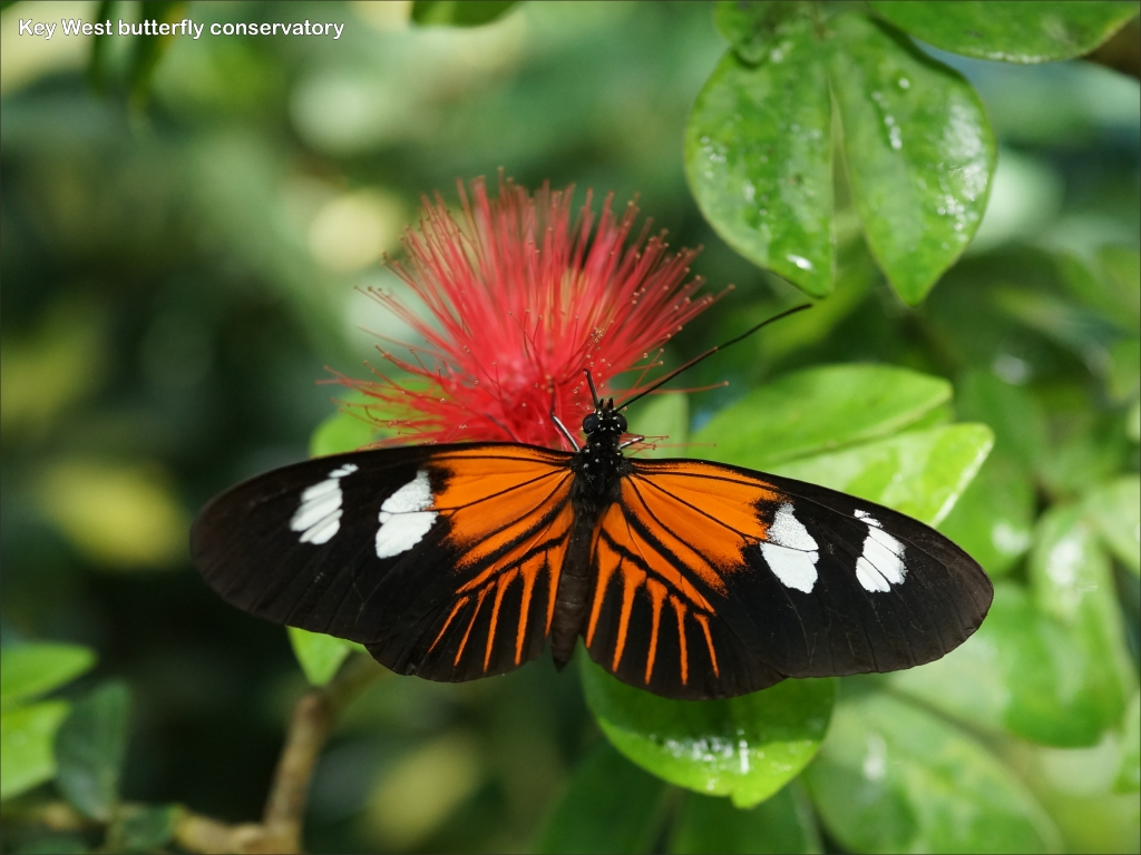 click for next image