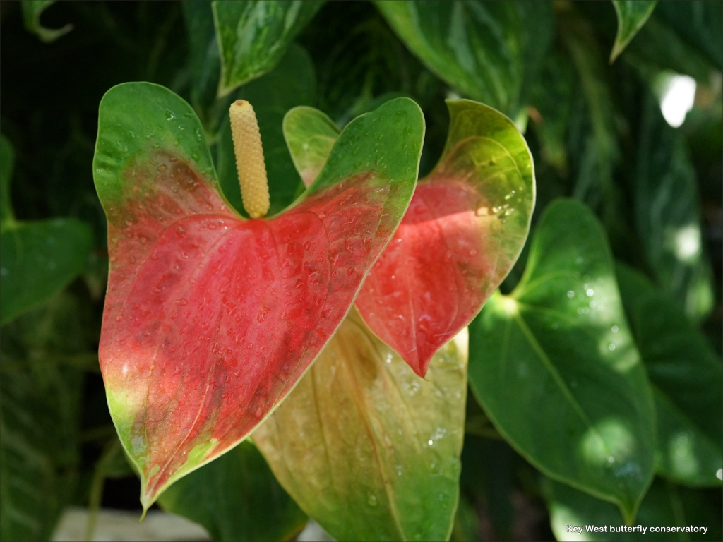 click for next image