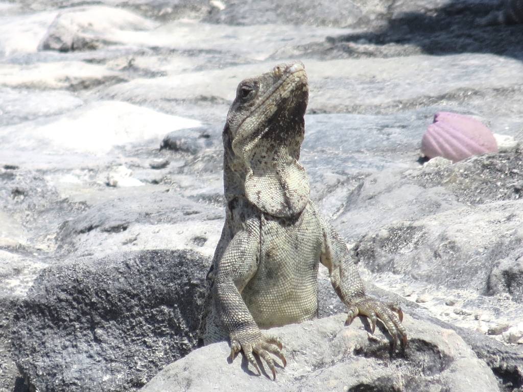 click for next image