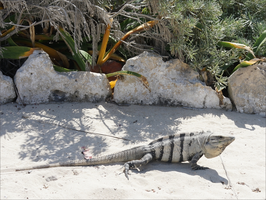 click for next image