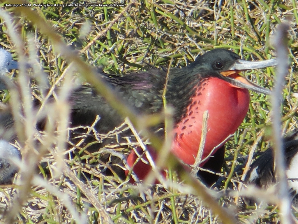 click for next image