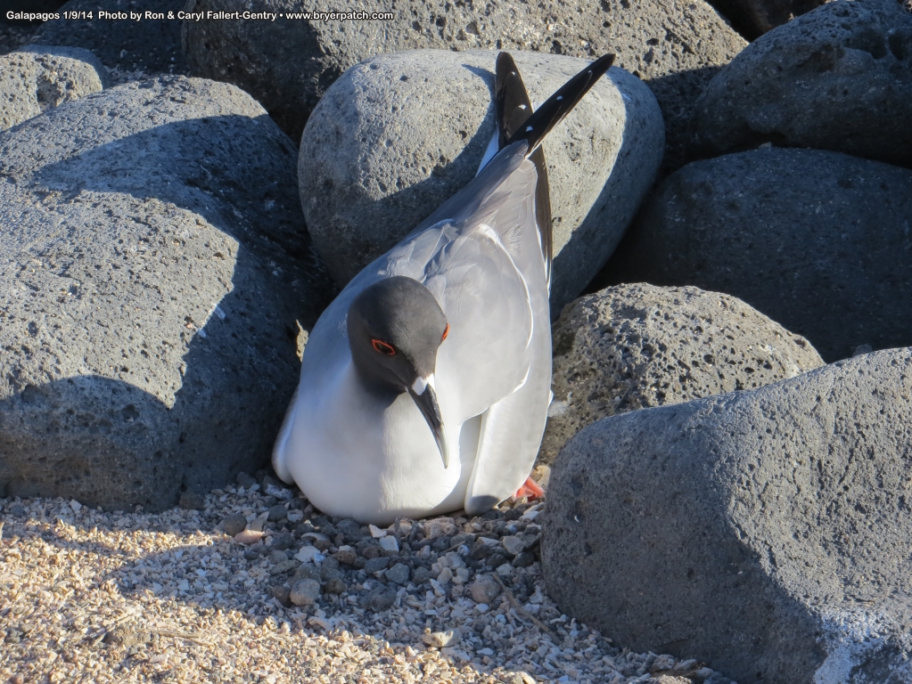 click for next image