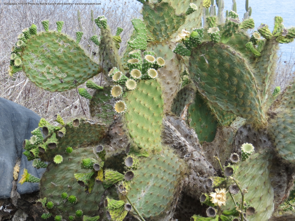 click for next image