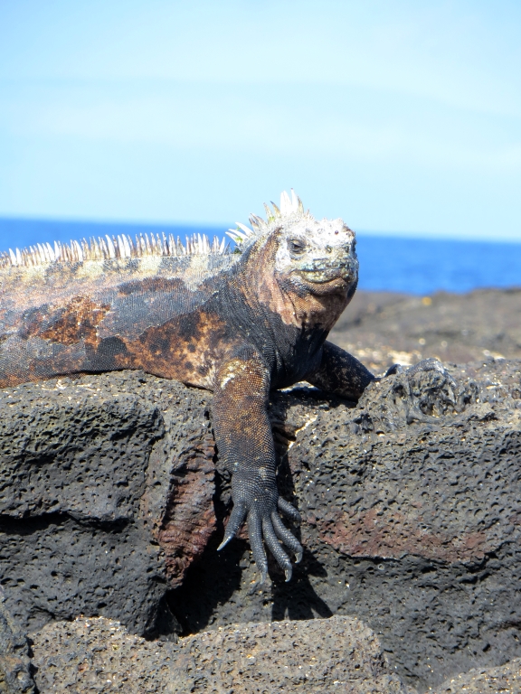 click for next image