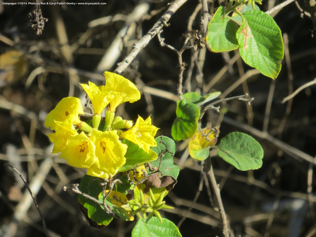 click for next image