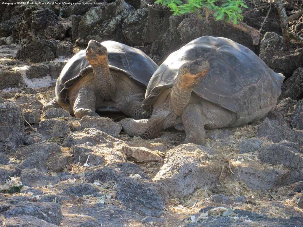 click for next image