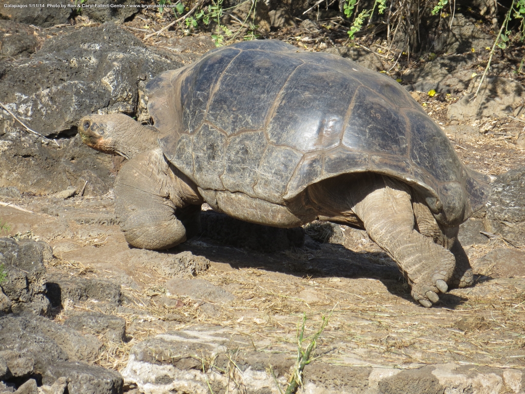 click for next image