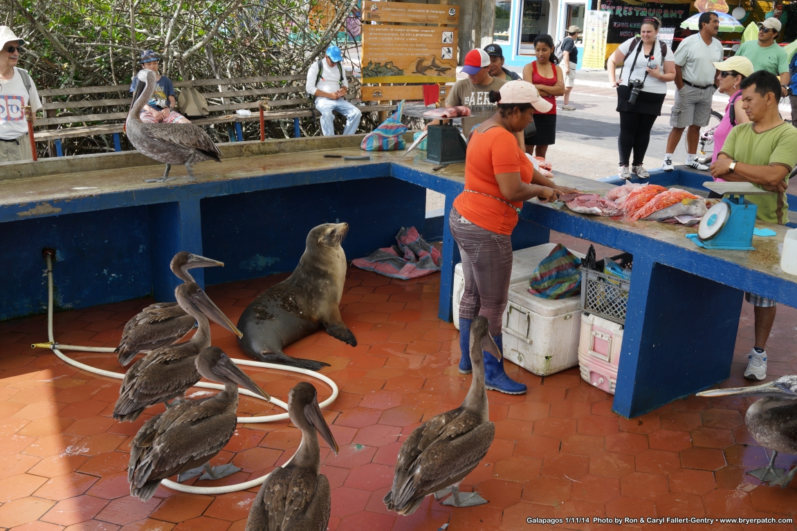 click for next image