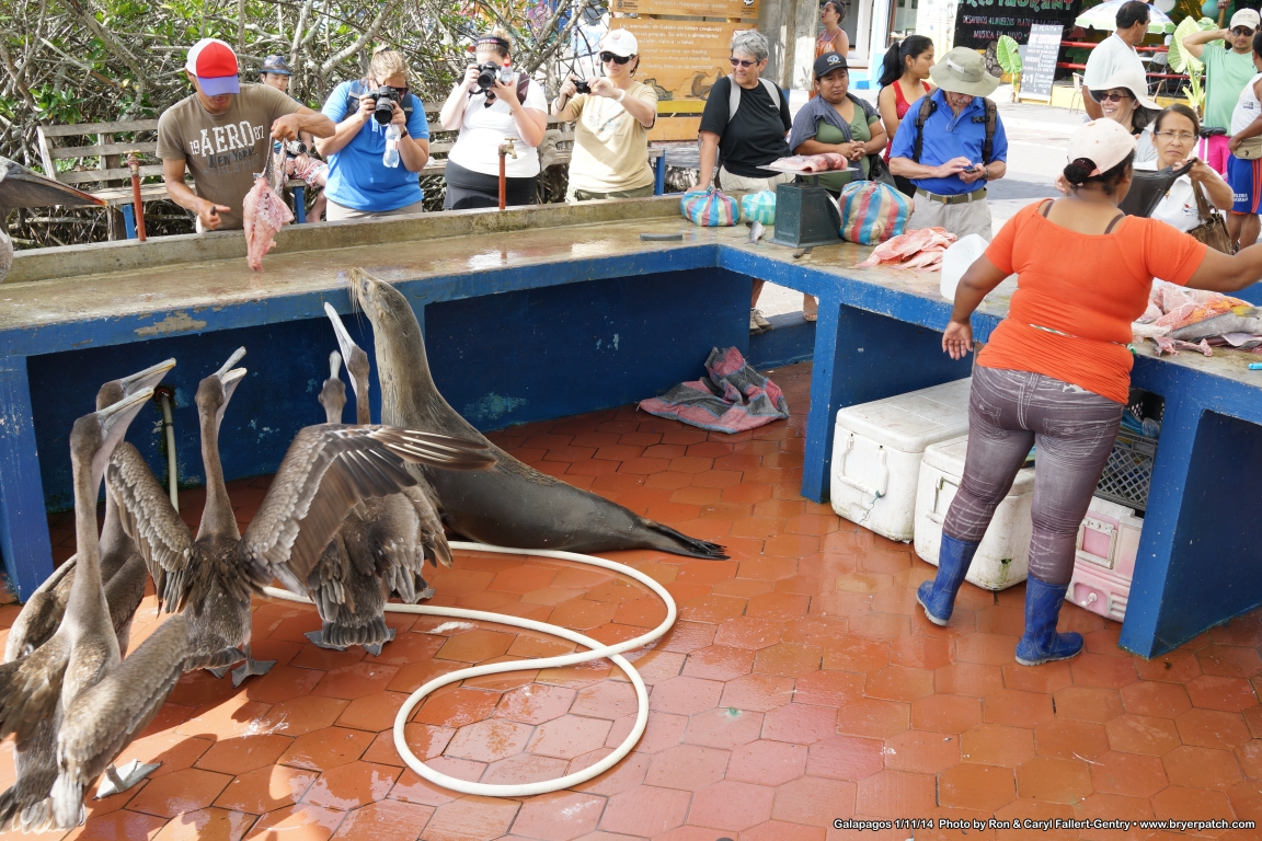 click for next image