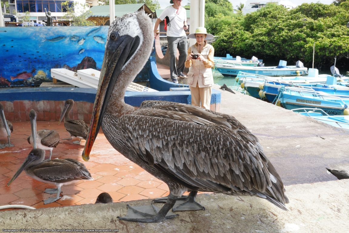 click for next image