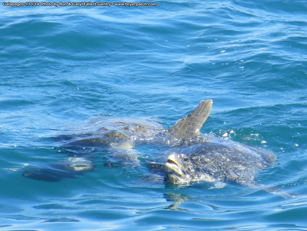 click for next image