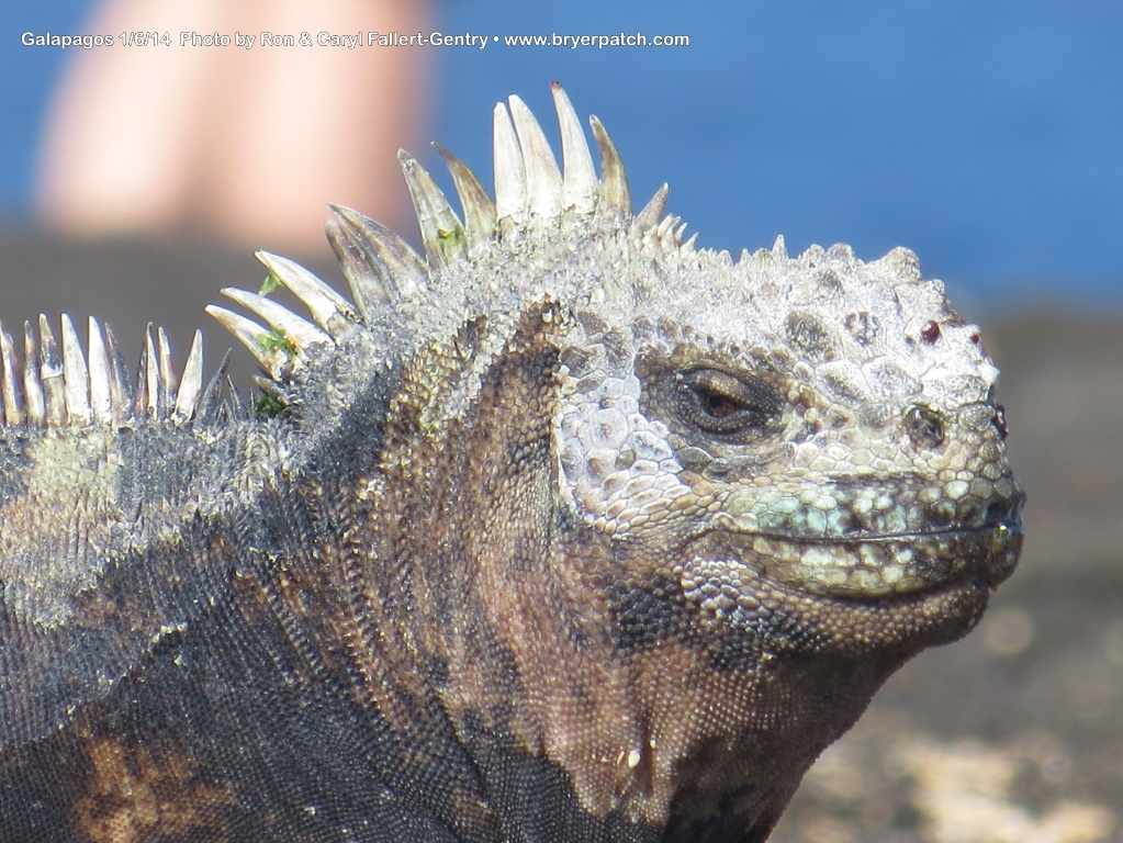 click for next image